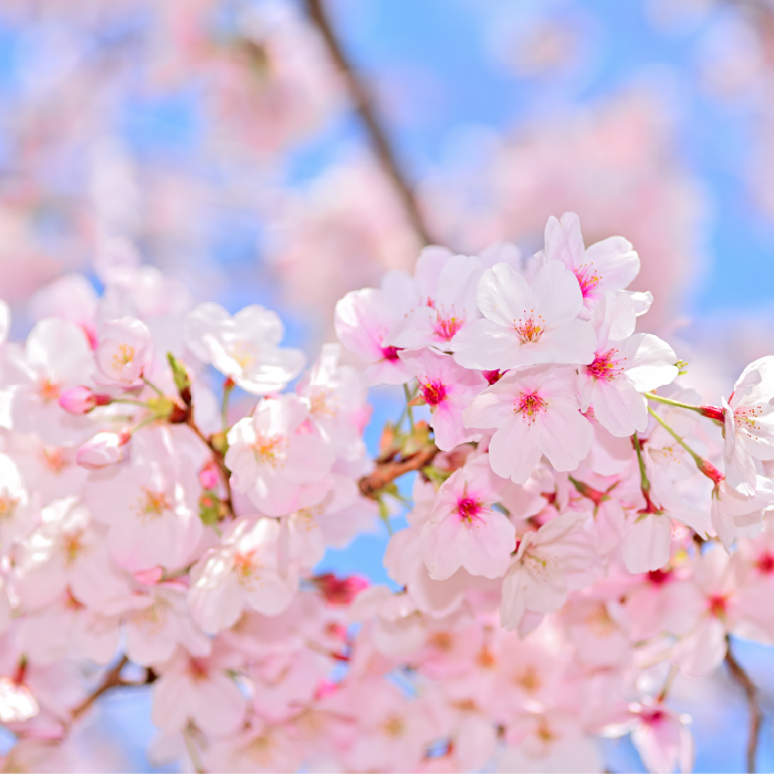 Sakura Breeze